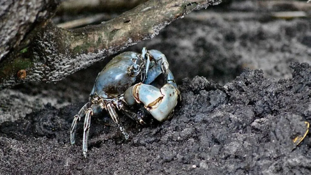 Cangrejos migratorios avanzando por calles del sur de Florida tras lluvias