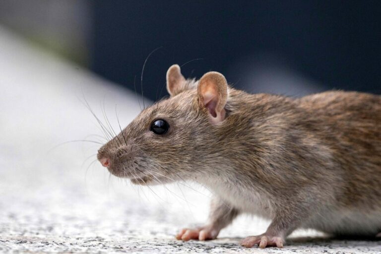 Imagen editorial de un avión en pista y una rata polizón vinculada a bacteria inesperada detectada en vuelo Miami Berlín