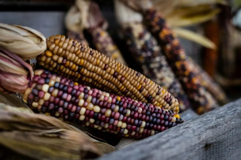 Fotografía editorial de maíz en México mostrando mazorcas de colores como símbolo cultural y económico en América