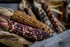 Fotografía editorial de maíz en México mostrando mazorcas de colores como símbolo cultural y económico en América