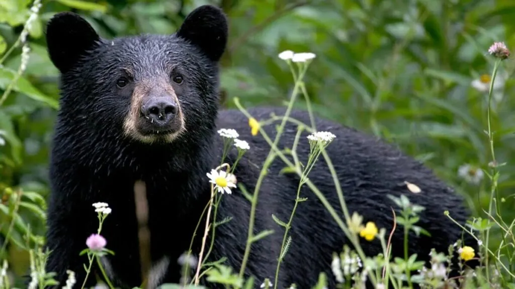 Oso negro caminando cerca de una zona residencial en Florida tras los recientes avistamientos reportados por la FWC.
