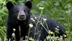 Oso negro caminando cerca de una zona residencial en Florida tras los recientes avistamientos reportados por la FWC.