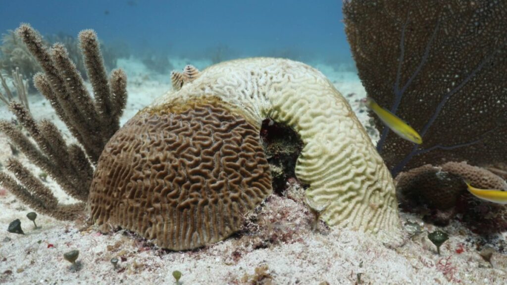 Vista submarina de corales blanqueados en Florida, afectados por el calor oceánico, con peces nadando alrededor de estructuras dañadas.