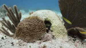 Vista submarina de corales blanqueados en Florida, afectados por el calor oceánico, con peces nadando alrededor de estructuras dañadas.