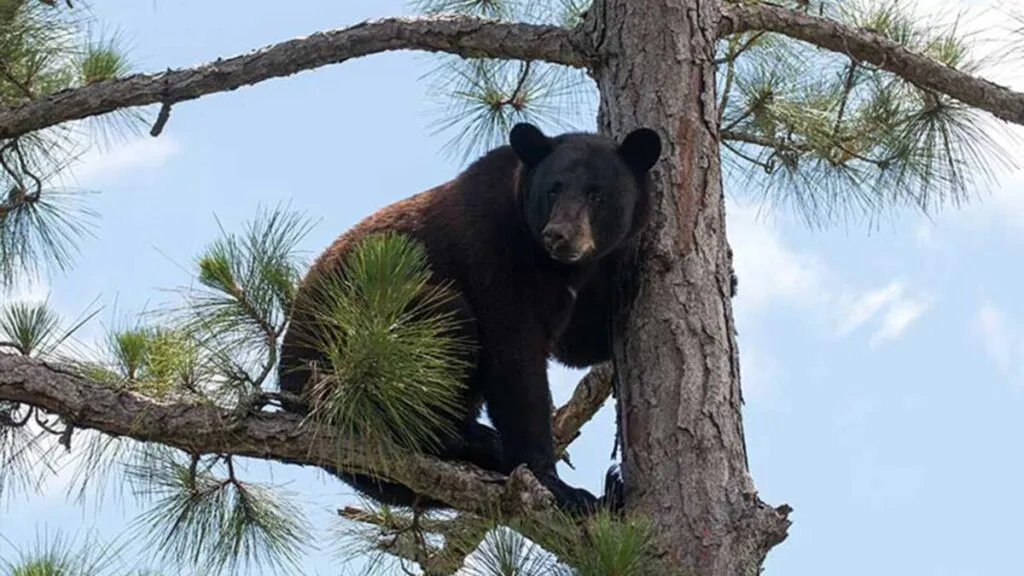 Escenario natural en Florida con elementos de fauna nativa y enfoque en manejo ambiental vinculado a la caza de osos