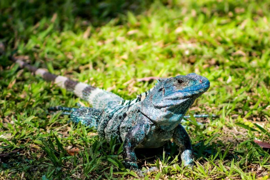 Iguanas congeladas bajo árboles tras un amanecer frío en el sur de Florida