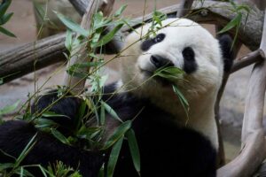 Panda gigante descansando en el Zoológico de Chapultepec, símbolo de conservación y legado cultural en América Latina