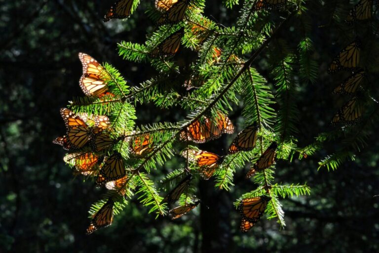 Bosque de Michoacán cubierto de mariposas monarca durante la temporada de migración