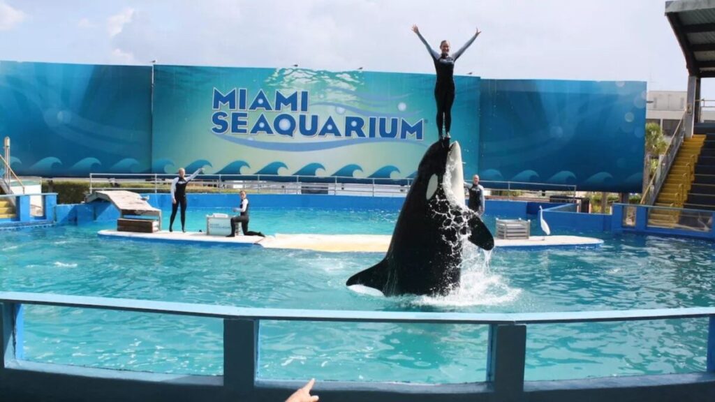 Escena costera que refleja el cierre del Miami Seaquarium y el traslado de animales en Florida