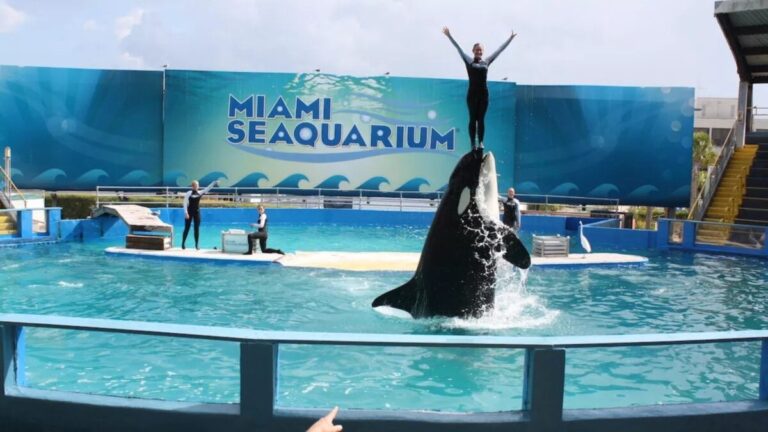 Escena costera que refleja el cierre del Miami Seaquarium y el traslado de animales en Florida