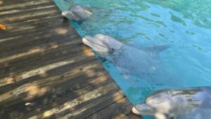 Delfines reubicados reciben cuidados especializados en laguna natural de los Cayos