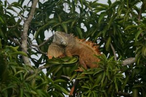 Iguana naranja en jardín urbano de Miami, resaltando cambio de color por temporada de apareamiento