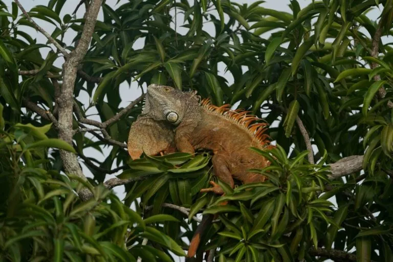 Iguana naranja en jardín urbano de Miami, resaltando cambio de color por temporada de apareamiento