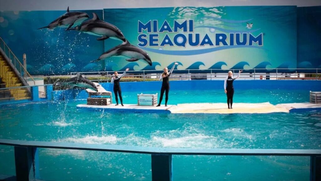 Animales del Miami Seaquarium durante su reubicación nacional tras el cierre del parque