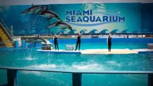 Animales del Miami Seaquarium durante su reubicación nacional tras el cierre del parque