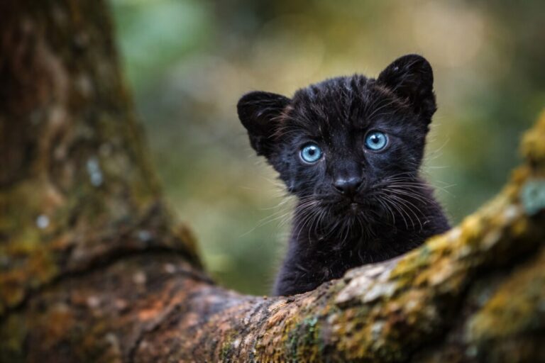 Tres panteras de Florida jóvenes en su hábitat natural en los Everglades, símbolo de conservación y biodiversidad
