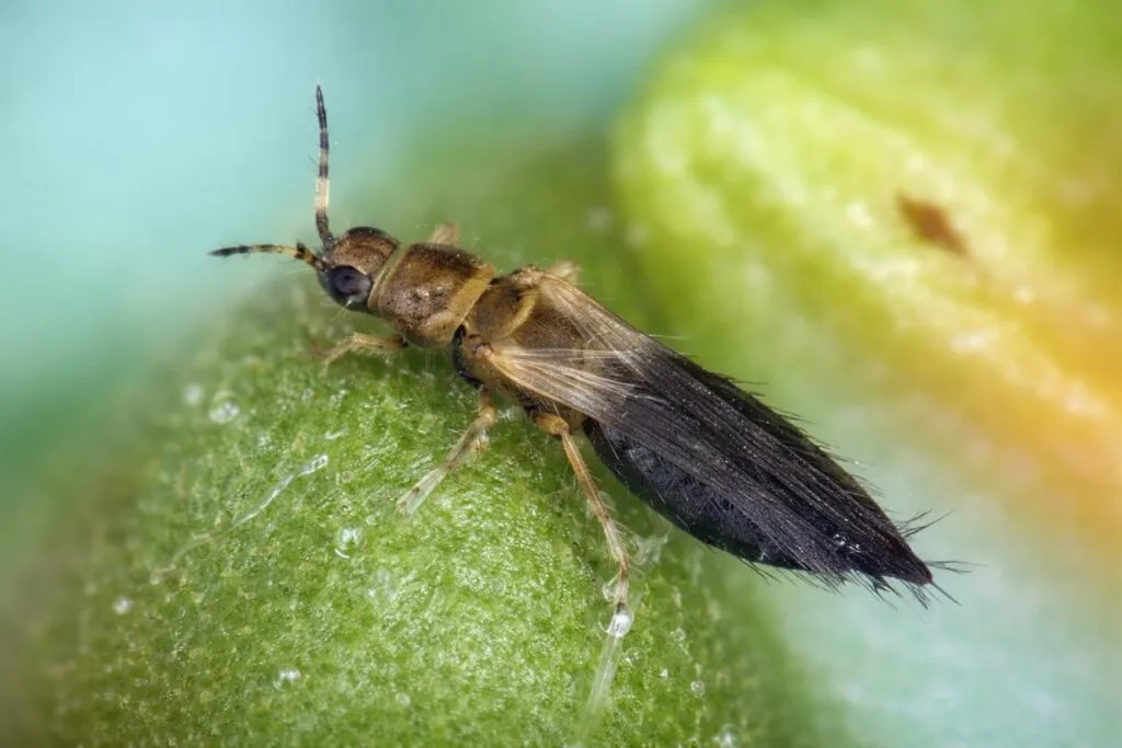 Insecto invasor thrip sobre hoja de cultivo en Florida, amenaza para la agricultura local