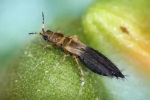 Insecto invasor thrip sobre hoja de cultivo en Florida, amenaza para la agricultura local