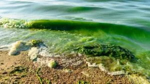 Departamento de salud advierte sobre algas verdeazules en un canal del sur de Miami
