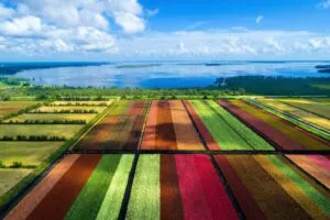 Campos de flores caladio de colores intensos junto a un lago en Lake Placid, Florida, un destino turístico en crecimiento