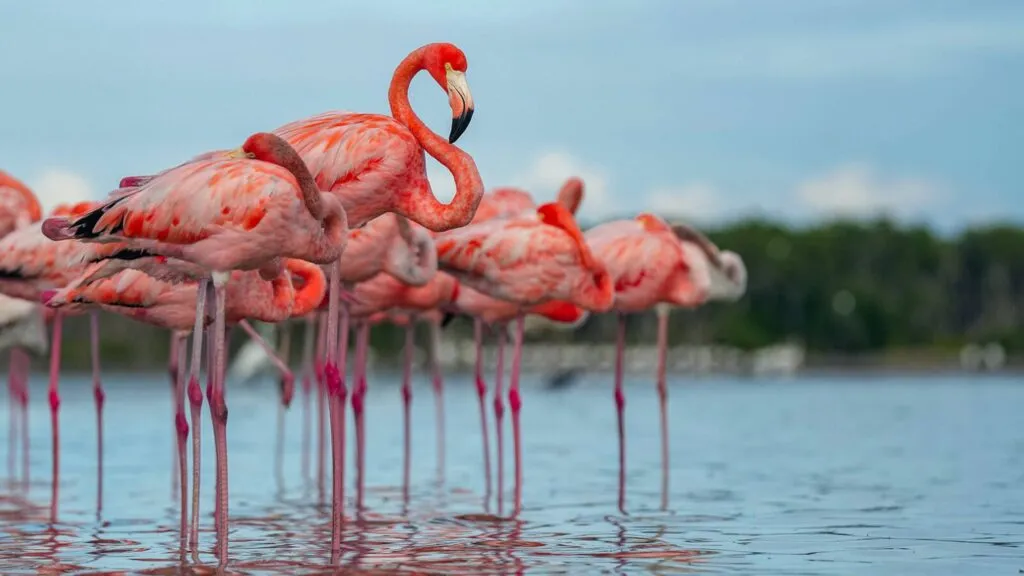 Flamingo en humedales de Florida, símbolo natural propuesto como nueva ave estatal tras estudios científicos recientes