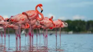 Flamingo en humedales de Florida, símbolo natural propuesto como nueva ave estatal tras estudios científicos recientes