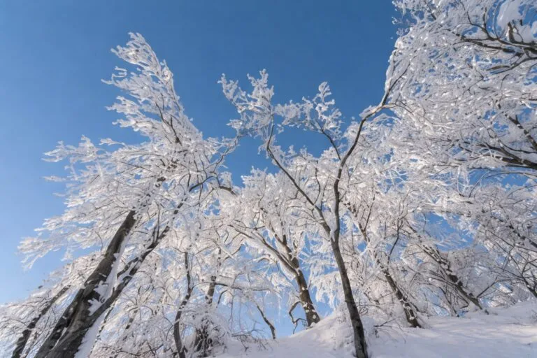 Árboles cubiertos de nieve bajo cielo despejado tras la inusual nevada en Florida
