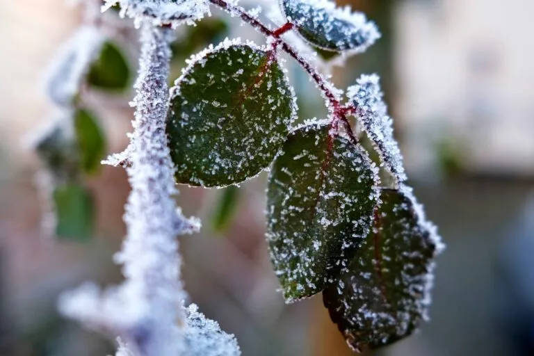 Ola de frío y alerta por heladas en Florida mientras la comunidad espera el regreso del sol