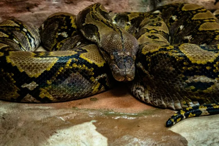 Pitón birmana en humedal de Florida, representando una amenaza para cocodrilos y fauna nativa