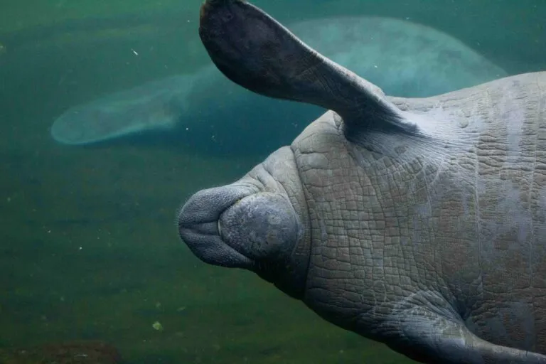 Manatí joven rescatado por equipos de conservación en Bear Creek, Florida, durante ola de frío invernal