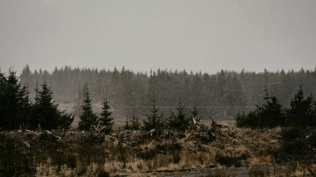 Tormenta invernal con nieve, viento y temperaturas bajo cero en México hoy 24 de enero