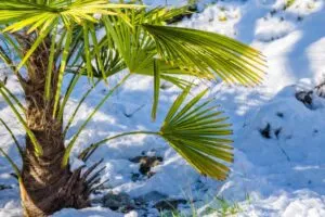 Palma tropical rodeada de nieve simboliza advertencia de congelación en Miami y cambio climático inusual en Florida