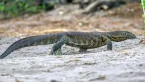 Nile monitor reptil invasor observado cerca de canales en el sur de Florida