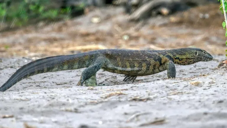Nile monitor reptil invasor observado cerca de canales en el sur de Florida