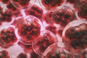 Células embrionarias humanas bajo microscopio, caso de clínica de fertilización en Florida