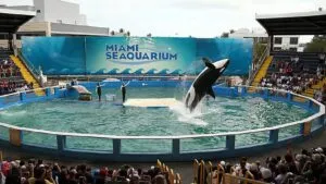 Eduardo Albor escoltado por agentes federales en Cancún tras su arresto relacionado con controversias del Miami Seaquarium