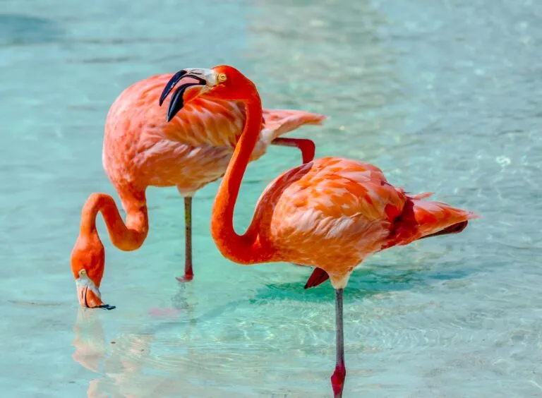 Grupo de flamencos americanos volando sobre los humedales de los Everglades, representación de la naturaleza y simbología del flamenco americano como ave oficial de Florida