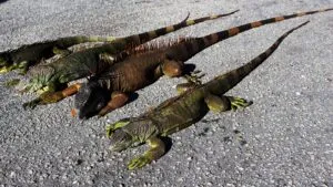 Iguanas inmóviles en áreas urbanas del sur de Florida tras una ola de frío con temperaturas récord