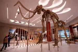 Exhibición de restos prehistóricos en Museo del Mamut con espacios ampliados para turismo cultural