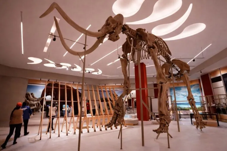 Exhibición de restos prehistóricos en Museo del Mamut con espacios ampliados para turismo cultural