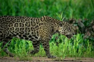 Jaguar en su hábitat natural en el sureste de México, símbolo de biodiversidad y conservación ambiental