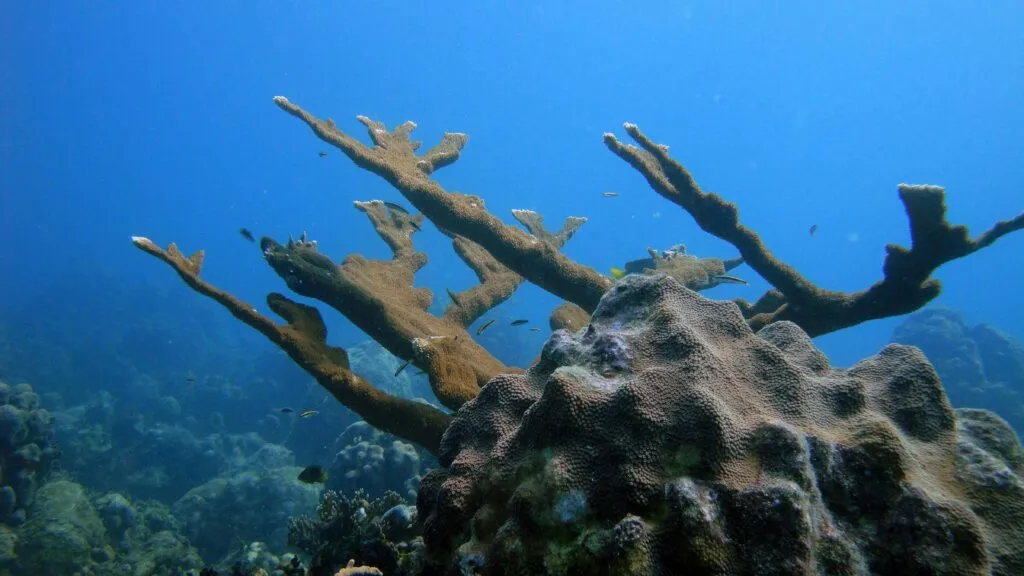 Coral cuerno de alce en riesgo por pérdida reproductiva en arrecifes mexicanos