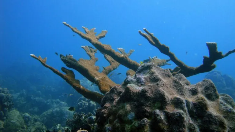 Coral cuerno de alce en riesgo por pérdida reproductiva en arrecifes mexicanos