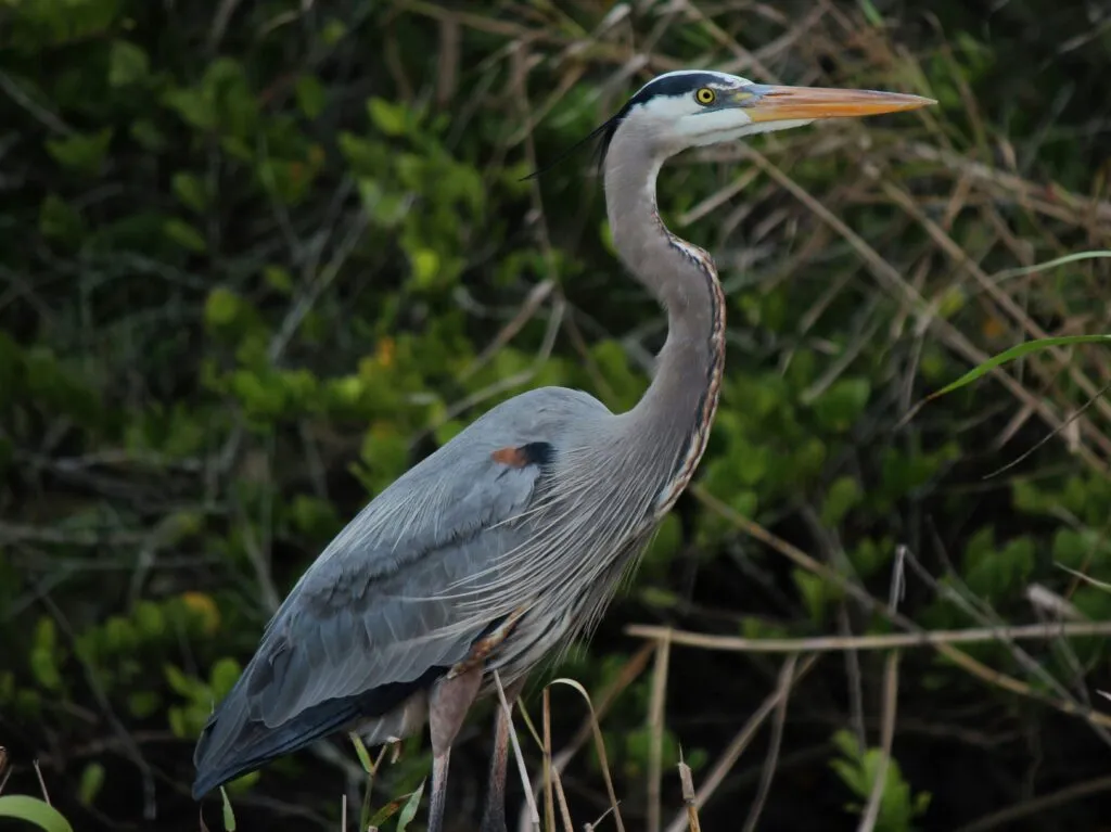 Ilustración de flora y fauna únicas de Florida con enfoque en especies protegidas y conservación de biodiversidad.