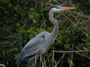 Ilustración de flora y fauna únicas de Florida con enfoque en especies protegidas y conservación de biodiversidad.