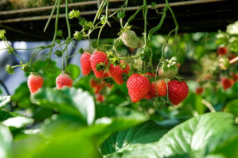 Fresas de Florida en campo agrícola mostrando resistencia al frío y estabilidad productiva.