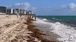 Aumento de sargazo en el Atlántico que podría llegar a playas del sur de Florida