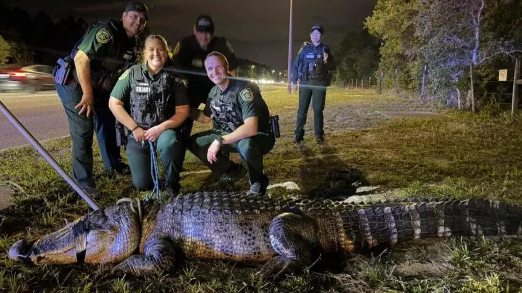 caimán gigante en zona urbana durante operativo de captura por autoridades