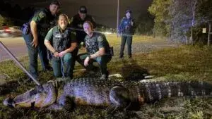 caimán gigante en zona urbana durante operativo de captura por autoridades