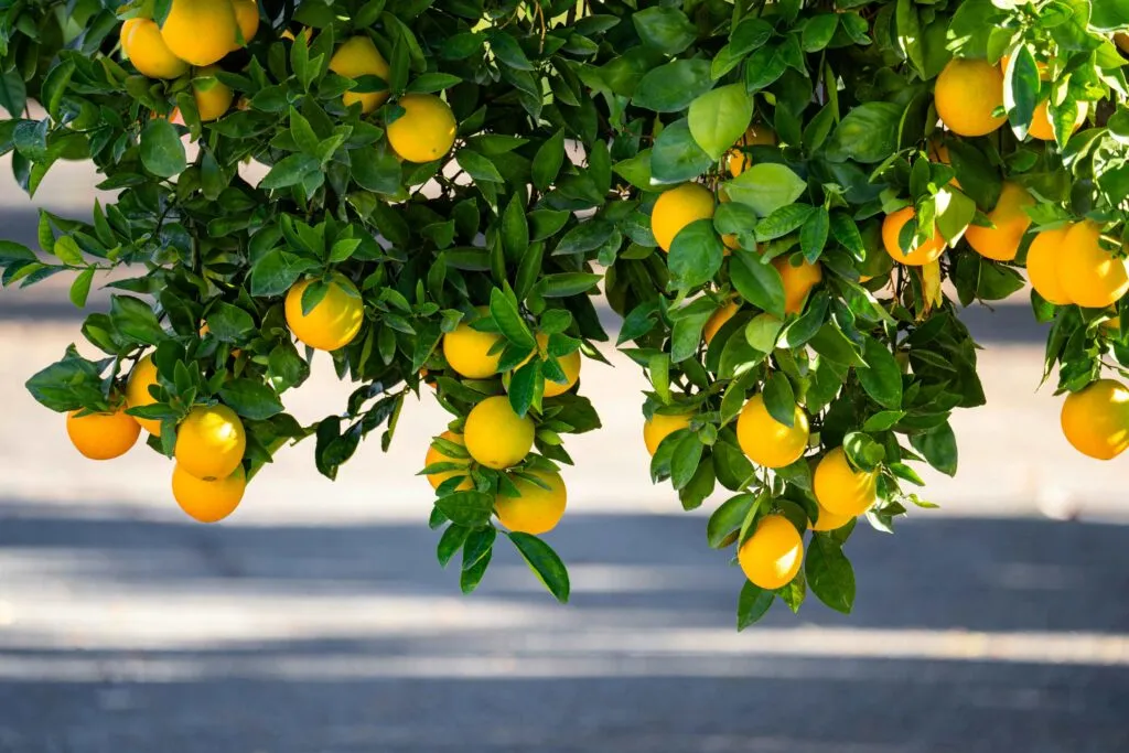 HLB Florida citrus impulsa innovación agrícola en Florida con nuevas tecnologías y estrategias económicas
